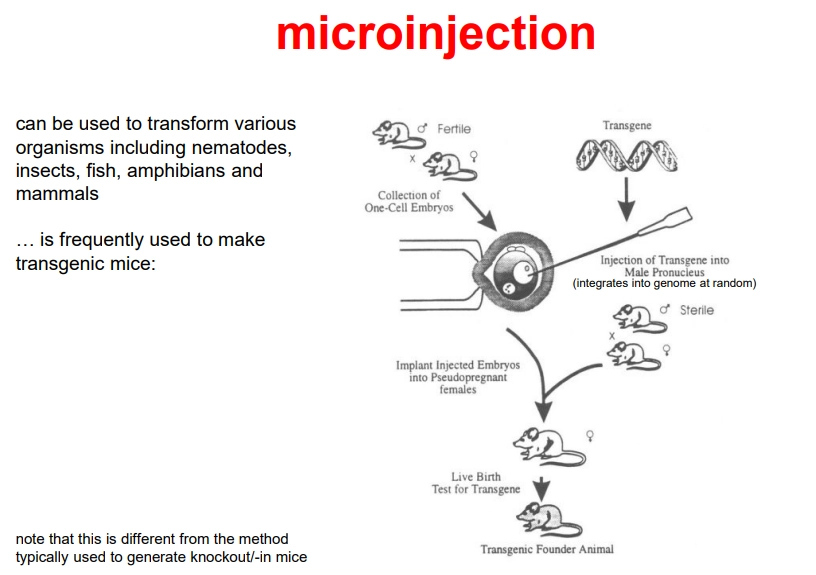 <p>advantages</p><ul><li><p>not vector dependent</p></li><li><p>allows stable integration (but usually random)</p></li></ul><p></p><p>limitations</p><ul><li><p>expensive + requires skill</p></li><li><p>very labour-intensive</p></li><li><p>random stable insertion point (can’t be used for knockout mice)</p></li><li><p>not very useful for plant cells</p></li></ul><p></p>