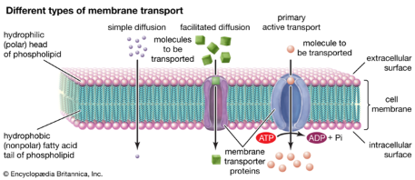 <p>Fluid Mosaic Model:</p><ul><li><p>Phospholipid bilayer - Hydrophilic head/Hydrophobic tails </p></li><li><p>Integral proteins act as carriers or channels</p></li><li><p>Selective permeability - H2O and O2 easy entry/ CO2 easy removal</p></li></ul><p></p>
