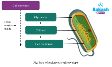 <p>thick outer layer external to the cell wall</p><p>adhering layer of polysaccharides (and sometimes proteins)</p><p>a thick glycocalyx bound to the cell is a capsule (a thick layer) and has a slime layer (diffused layer of polysaccharides)</p><p>virulence factors that help protect bacteria from phagocytosis, help with attachment, and prevent dehydration</p>