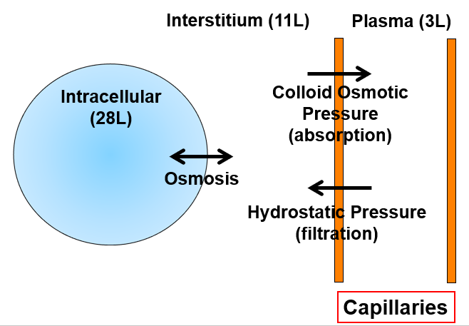 <p>Intracellular (cell) → Interstitial fluid</p><p>Osmosis</p><p>Interstitial fluid → Plasma (capillary)</p><p>Colloid osmotic pressure (absorption)</p><p>Plasma → Interstitial fluid</p><p>Hydrostatic pressure (filtration)</p><p>Interstitial fluid → Intracellular </p><p>Osmosis</p>