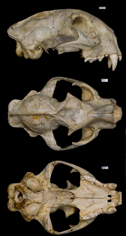 <p>Puma concolor</p>