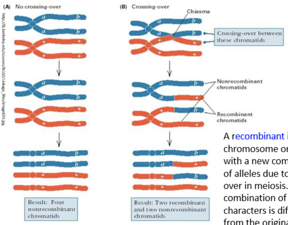 <p>chromosome or DNA with a new combination of alleles due to crossing over in meiosis, different from that of original parents</p>