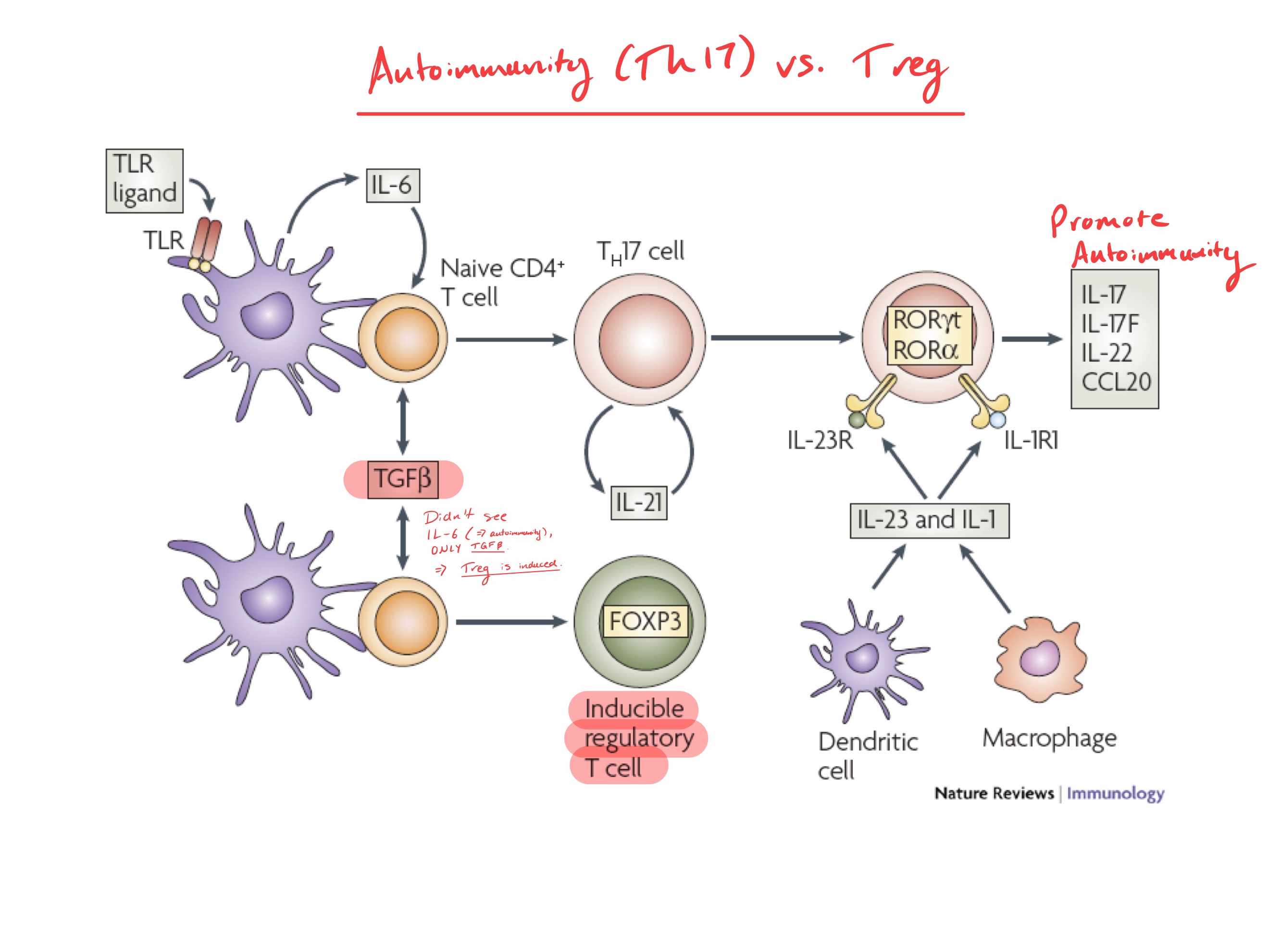 <p><strong><u>Obj. 9</u></strong></p><p>Contrast in basic terms a Treg with an “ordinary” T helper cell.</p>