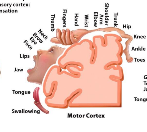 <p>Movement</p><p>(topographic correspondence between cortical regions and body surface with respect to somatosensory and motor processes)</p>