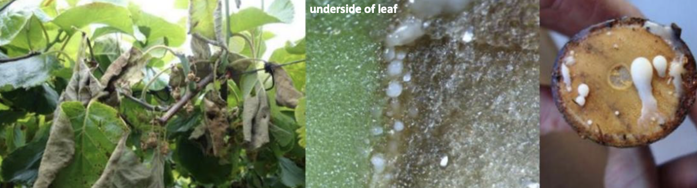 <p><strong>Type:</strong> Bacterial disease<br><strong>Life cycle:</strong> Persistent<br><strong>Key persistence / spread:</strong> Rain splash, pruning wounds<br><strong>Farming systems:</strong> Orchards</p><p><strong> How to identify</strong></p><p>Symptoms include dark sunken cankers on vines and leaders. In wet conditions, red or milky bacterial ooze may be visible.</p><p>Leaves may develop angular spots surrounded by yellow halos. Flower buds may die before opening.</p><p>Vines show progressive dieback from infected sites, especially after stressful weather.</p><p>Damage is most severe in cool, wet conditions.</p>