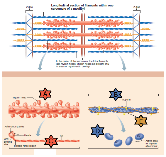 <p>Identify the part of thick or thin filaments in skeletal muscle indicated by “A”</p>