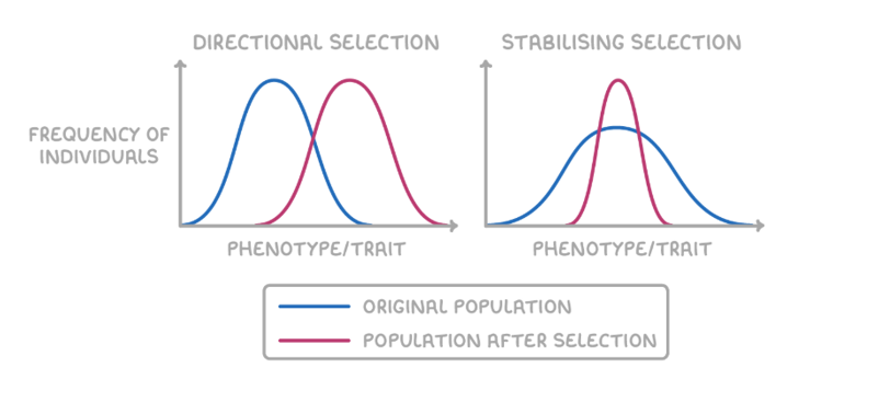 <p><strong>stabilising selection</strong></p><p>-mean remains the same</p><p>-curve becomes <u>narrower</u></p><p>→standard deviation <u>decreases</u></p><p>→variation decreases as individuals with extreme phenotypes decrease</p><p>[peak of curve is <u>slightly</u> higher than original peak, not too high tho→ when drawing keep this in mind]</p><p><strong>directional selection</strong></p><p>-Curve <u>shifts toward the favoured extreme</u></p><p>-Mean of population shifts toward the favoured extreme</p><p>-curve remains roughly the same</p>