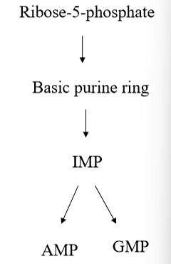 <p>multi-step pathways the starts with ribose-5-phosphate, produced in PPP, and ending with a nucleotide - pathway is very complex and uses many different cofactors and substrates to provide the basic purine ring, which is used in IMP and additional reactions that are required to make AMP or GMP </p>