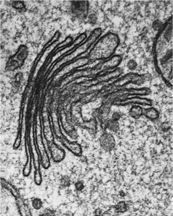 <p>identify this organelle</p>