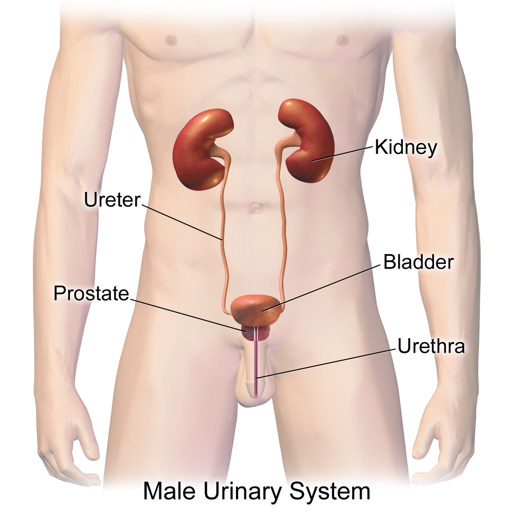 <p>removes wast from the blood<br>converts it to urine</p><p>stores it until tinkle time</p>