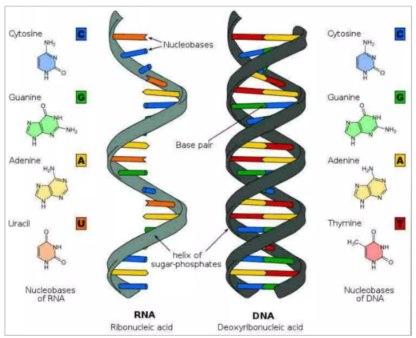 <p>RNA</p>