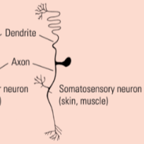 <p>one projection from the soma</p><p>sensory neuron</p>