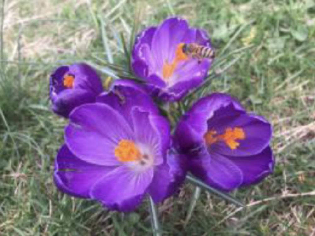 <p>Dutch crocus (lavender)</p>