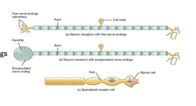 <p>anatomy of the cell that is interacting with the stimulus </p><p>they can have</p><ul><li><p>free nerve endings</p></li><li><p>encapsulated endings</p></li><li><p>specialized receptor cell</p></li></ul><p></p>
