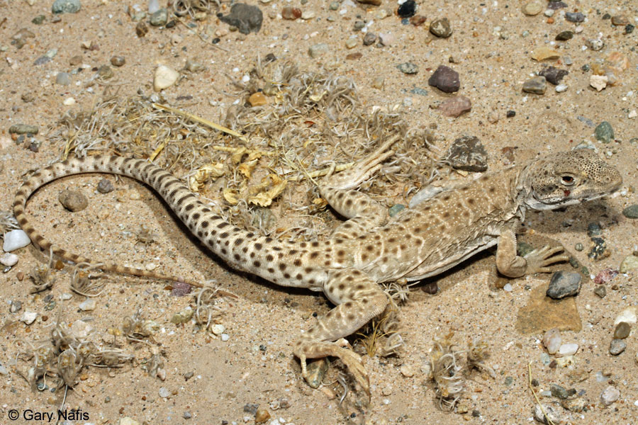 <p>Crotaphytidae<br>Gambelia wislizenii<br>Long-nosed leopard lizard</p>