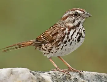 <p>Common Name, Order, Family, Banding Code</p>