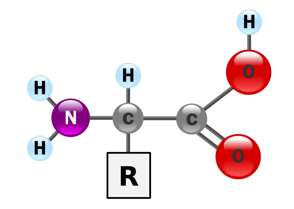 <p>Amino Acids</p>