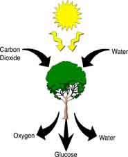 <p>Organisms that obtain energy from the sun.</p>