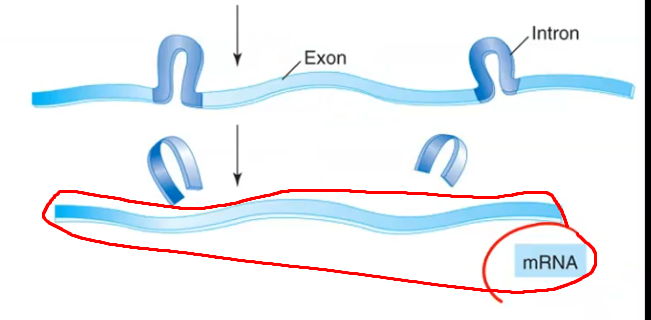 <p>Introns = non-coding regions of pre-mRNA (removed during processing). </p><p>Exons = coding regions of pre-mRNA (spliced together into the final mRNA).</p>