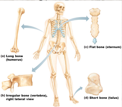 <p>1. Sutural = extra bones located between cranial bones</p><p>2. Long = longer than they are wide/ serve as levers for movement. </p><p>3. Irregular = no distinct shape/ ie: vertebra</p><p>4. Flat = thin and usually covered</p><p>5. Short = cube shaped/ carpals + tarpals</p><p>6. Sesamoid = a type of short bone that forms in a tendon (the patella)</p>
