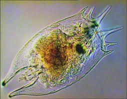 <p>Have rotating cilia (Corona) to pull food into mouth, and helps with movement</p>