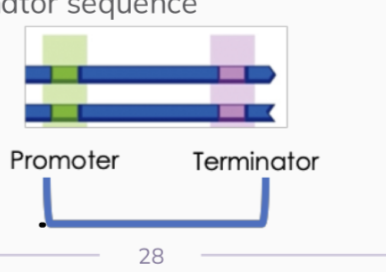 <ul><li><p>normally contains:</p></li></ul><ol><li><p>a promoter, </p></li><li><p>an RNA-coding sequence </p></li><li><p>terminator.</p></li></ol><p></p>