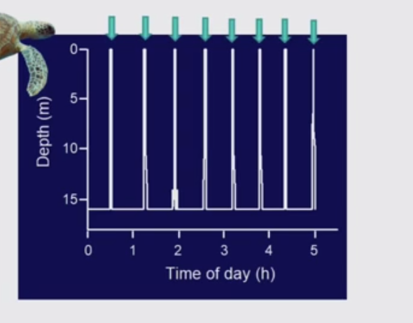 <p>TDR data shows short surface intervals </p>