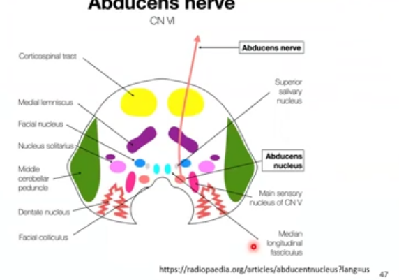 <p>abducens nucleus</p>