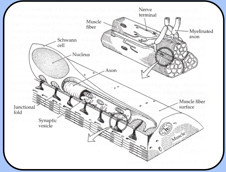 <p><span style="font-family: "Helvetica Light";">the motor end plate makes many contacts with the muscle cell, which has several membrane invaginations called <em><u>junctional folds</u></em> just beneath presynaptic release sites</span></p>