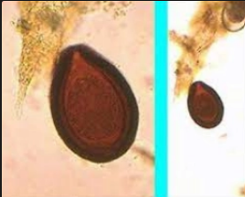 <p>what is it (Rare Eggs)</p>