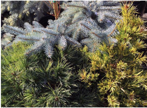 <p>Kingdom: </p><p>Clade: </p><p>Phylum:</p><p>Name of Structure:</p><p>Ploidy:</p>