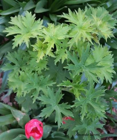 <p>larkspur</p>