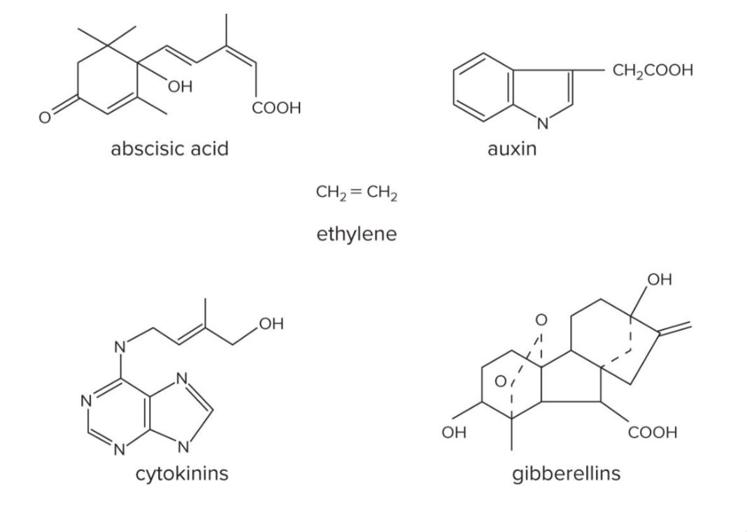 <p>What is the function of the five classes of plant hormones?</p>