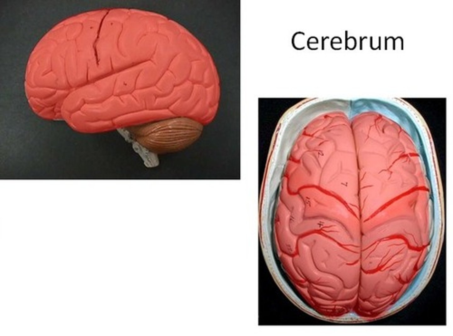<p>Cognition, language, personality</p>