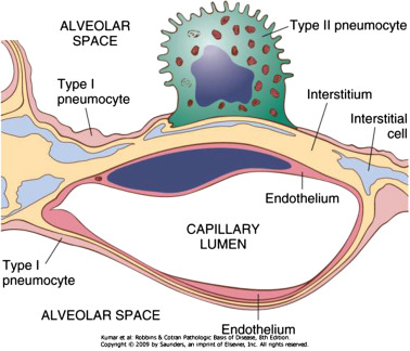 <p>alveoli cells (pneumocytes)</p><ul><li><p><strong>thin, flat</strong> cells <strong>allow gas exchange</strong> between <strong>alveolus &amp; capillaries</strong></p></li><li><p>from birth; <u>cannot replicate</u> themselves</p></li></ul><p></p>