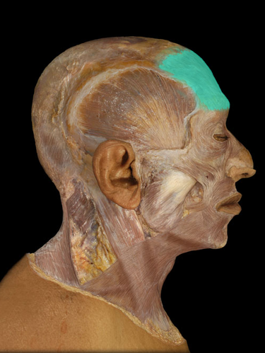 <p>Frontalis m.</p>