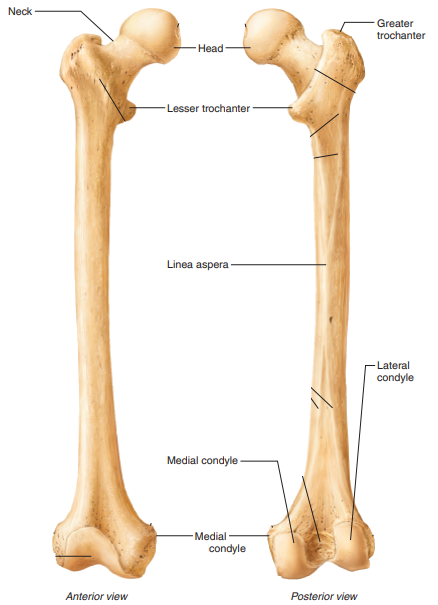 <p>head, neck, greater trochanter, lesser trochanter, lateral condyle, medial condyle, linea aspera</p>