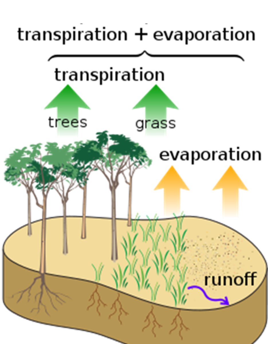 <p>The movement of water from root to leaf</p>
