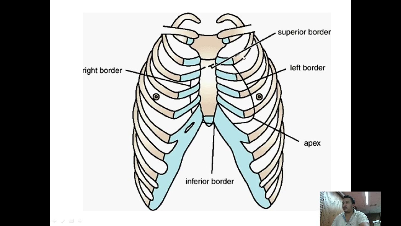 <p>What Rib (Costal Region)</p>