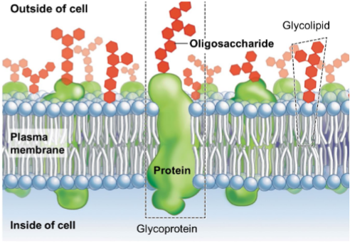 <p>Covalently linked to proteins (glycoproteins), lipids (glycolipids) on the outer surface of cells as a recognition signal (think varying flags) to identify specific cells</p><p>• E.g. ABO blood groups</p>