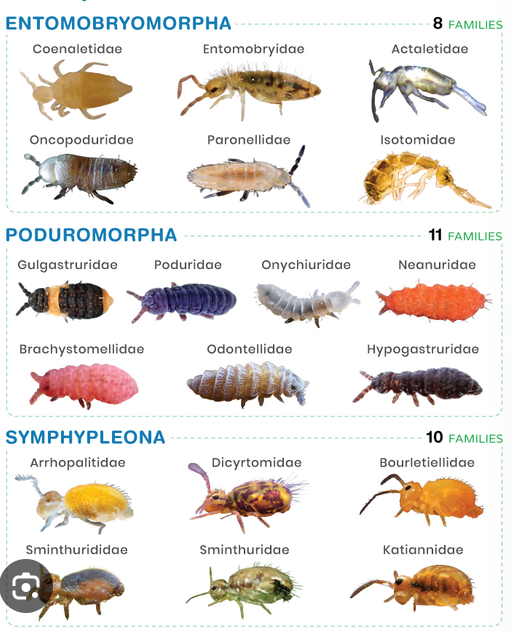 <p>springtails, non-insect hexapods</p>