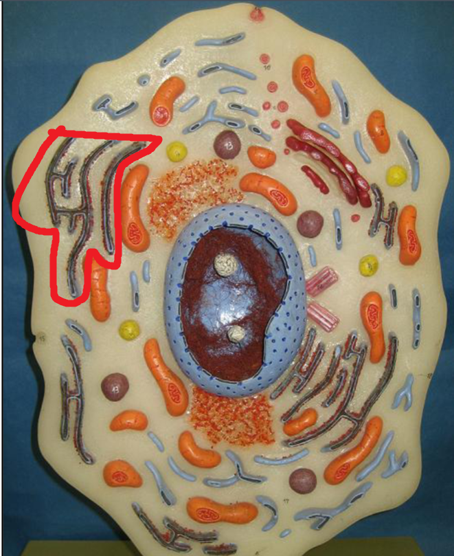 <p>Smooth Endoplasmic Reticulum</p>
