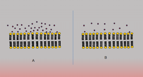 <p>Affects diffusion rates</p><ul><li><p><span>A higher difference in concentration between two areas means a faster net movement of particles</span></p></li><li><p><span>Greater difference, faster diffusion</span></p></li></ul><p></p>