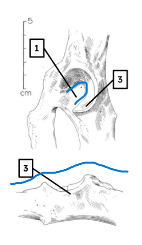 <ul><li><p>wide U-shaped acetabular notch</p></li><li><p>recessed socket</p></li></ul><p></p><p>dog pelvis </p><p></p>
