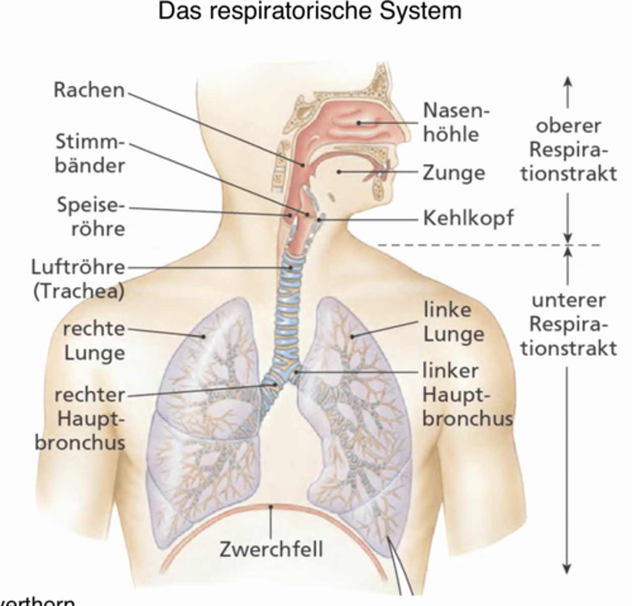 <p>oberer & unterer Respirationstrakt</p>