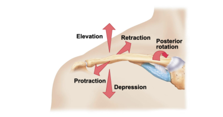 <p>sternoclavicular joint</p>
