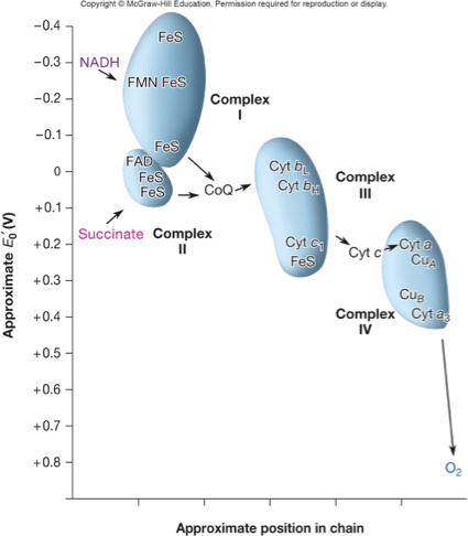 <ul><li><p>makes most ATP as NADH and FADH2 reoxidized</p></li><li><p>uses series of e- carriers from more neg reduction potential to more pos</p></li></ul><p></p>