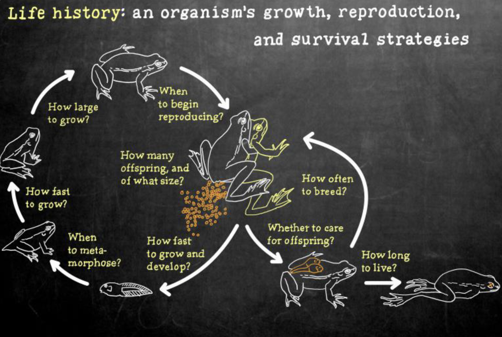 <p>- an organism’s growth, reproduction, &amp; survival strategies</p><p></p>