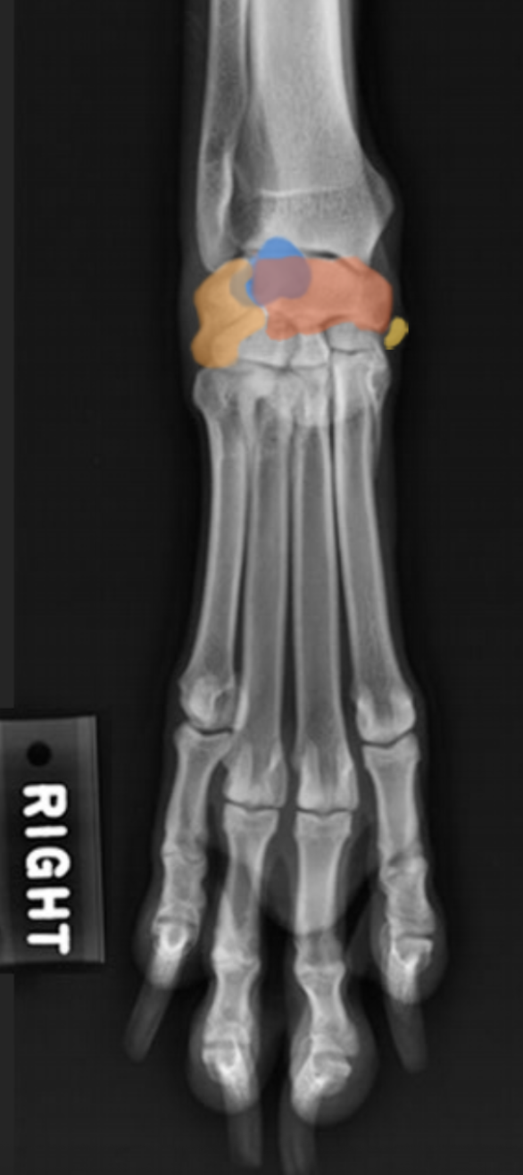 <p>(Ca.) Carpus: Hvilke knogler er farvet i carpalledet (D-Pa)</p>
