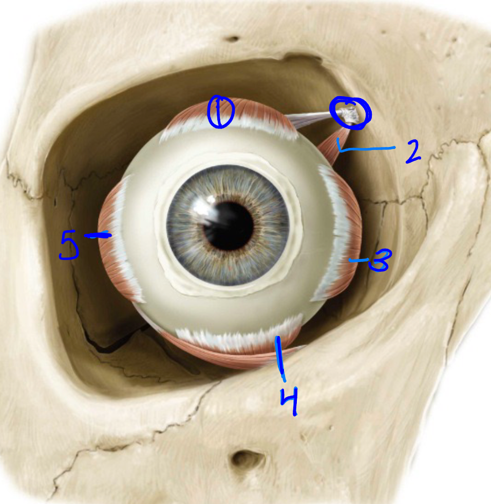 <p>Name 4 and its nerve:</p>